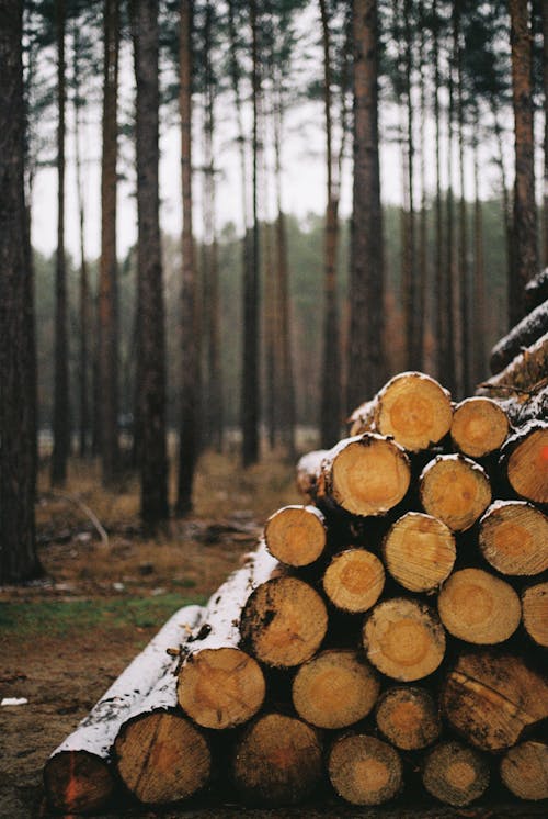 Timber and Trees