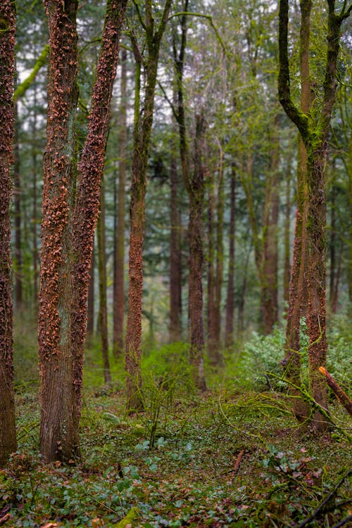 Imagine de stoc gratuită din arbori, codru, de lemn