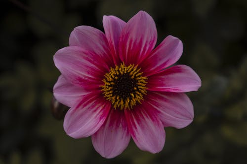 Безкоштовне стокове фото на тему «квіти, колір, літо»