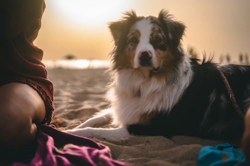 akşam Güneşi, büyük köpek, insanlar yürüyen köpek içeren Ücretsiz stok fotoğraf