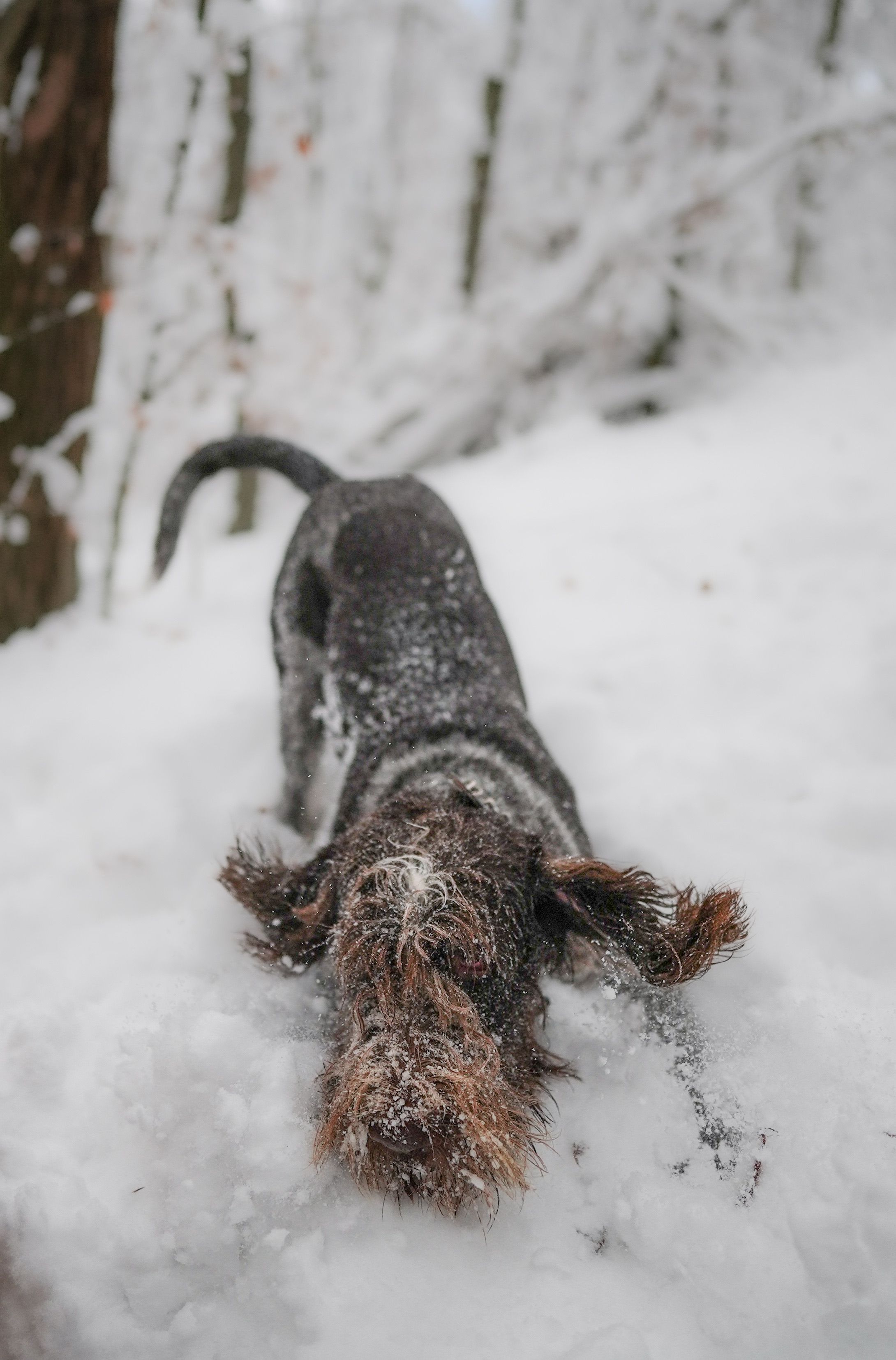 Italian Spinone running through snow in a forest, photo by Andreas Schnabl on Pexels