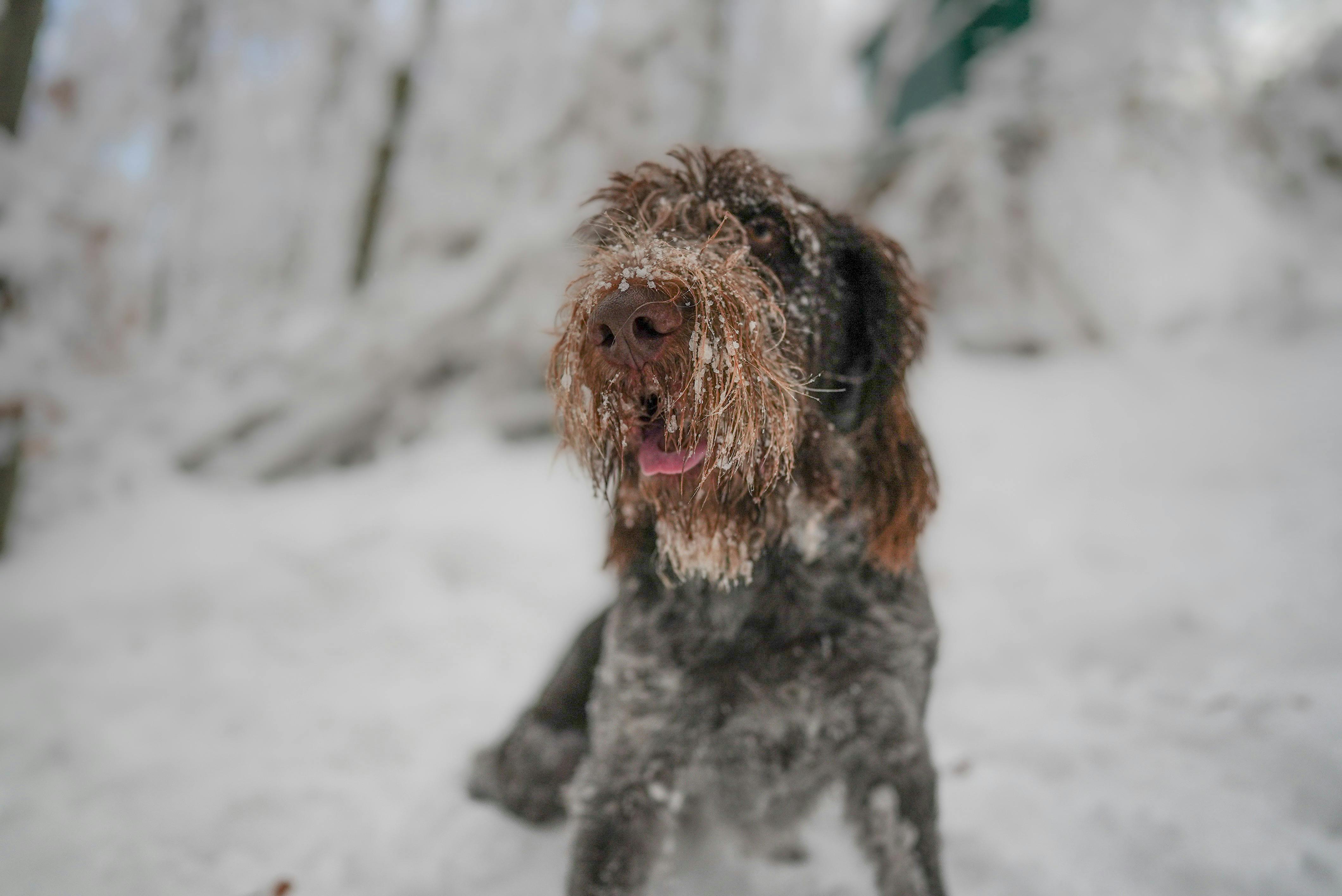 A Spinone Italiano Dog Standing in Snow in the Forest