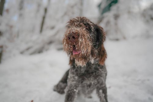 Foto stok gratis anjing, cute, dingin
