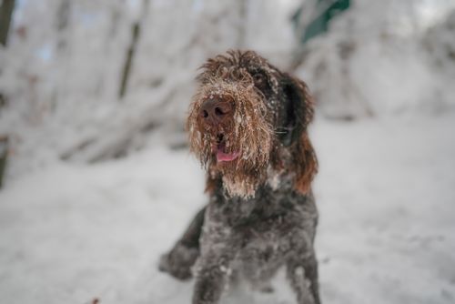 Free A Spinone Italiano dog with a snowy face amidst a winter forest scene. Stock Photo