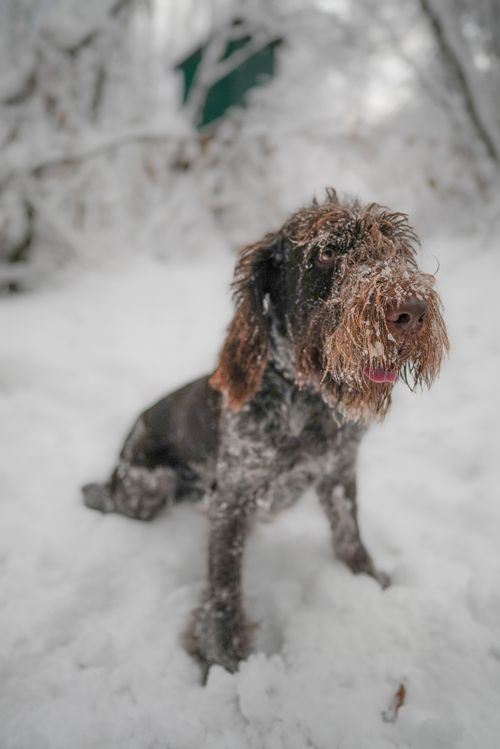 Free Cute Spinone Italiano dog sitting in a snowy winter forest with frosty fur. Stock Photo
