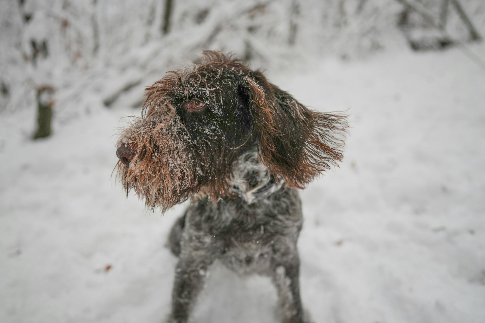 En Spinone Italiano-hund som springer i snön i skogen