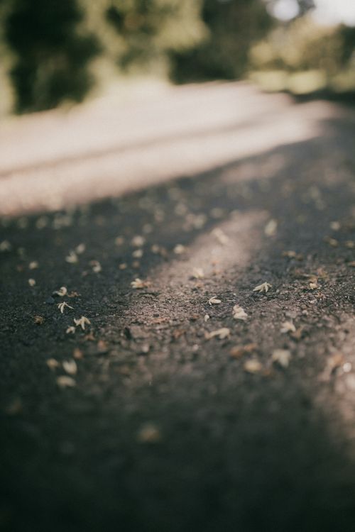 Free A picturesque road with scattered flora, bathed in soft sunlight, capturing the tranquility of nature. Stock Photo