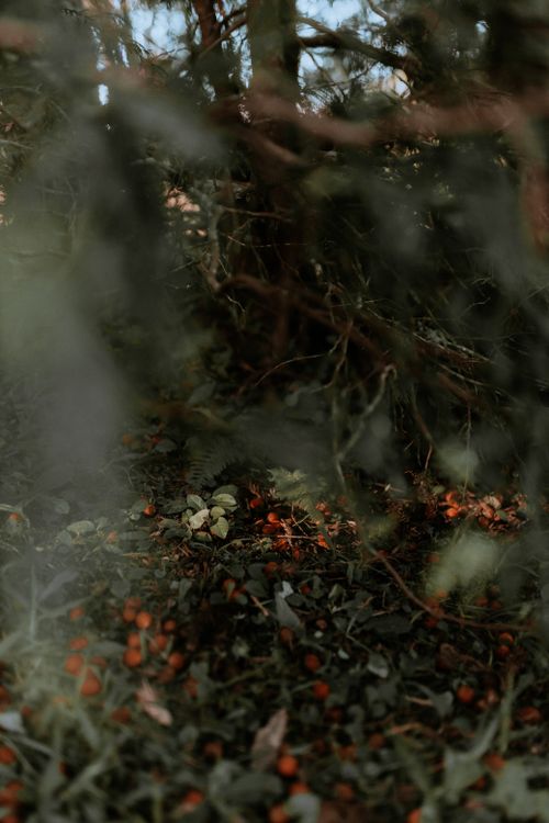 Free A tranquil scene of red berries scattered on a lush forest ground, surrounded by greenery. Stock Photo
