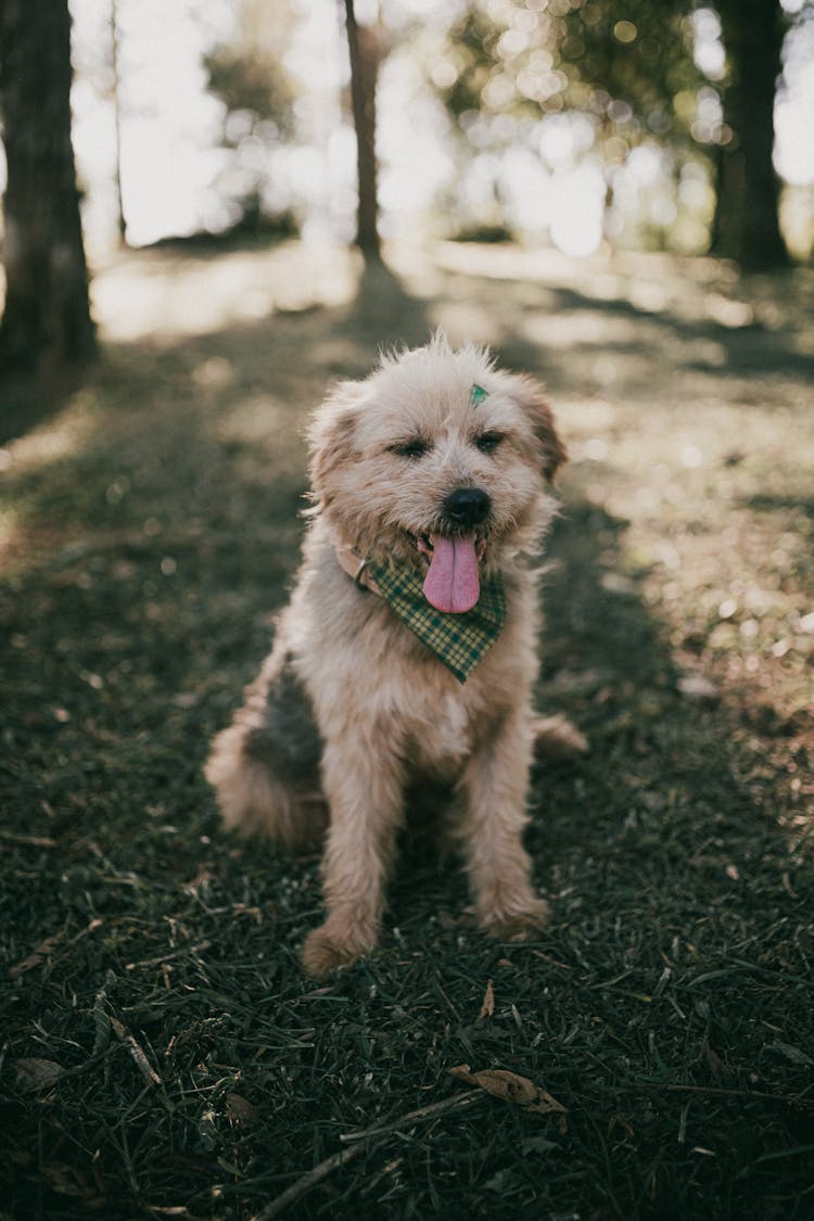 A Dog Sitting On The Grass With Tongue Out