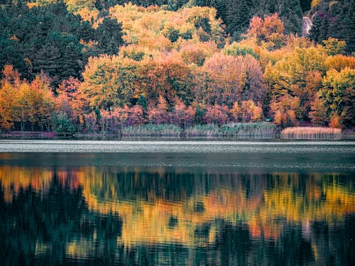 Colorful Forest in Autumn Reflecting in Lake