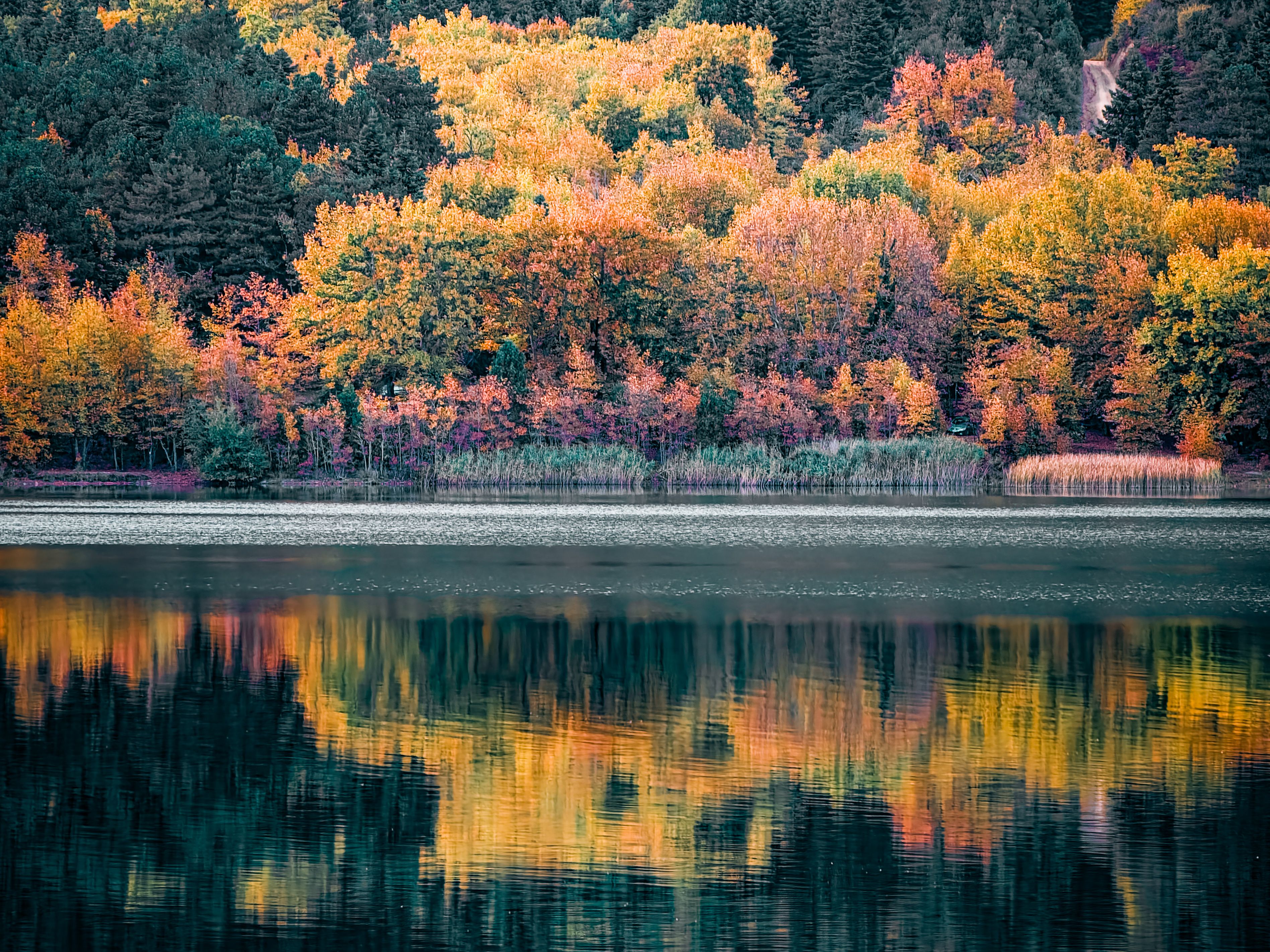 Colorful Forest in Autumn Reflecting in Lake · Free Stock Photo