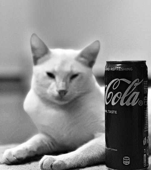 คลังภาพถ่ายฟรี ของ ขาวดำ, หน้าแมว, แมวพื้นหลัง