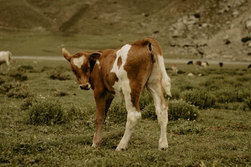 Бесплатное стоковое фото с говядина, животное, корова