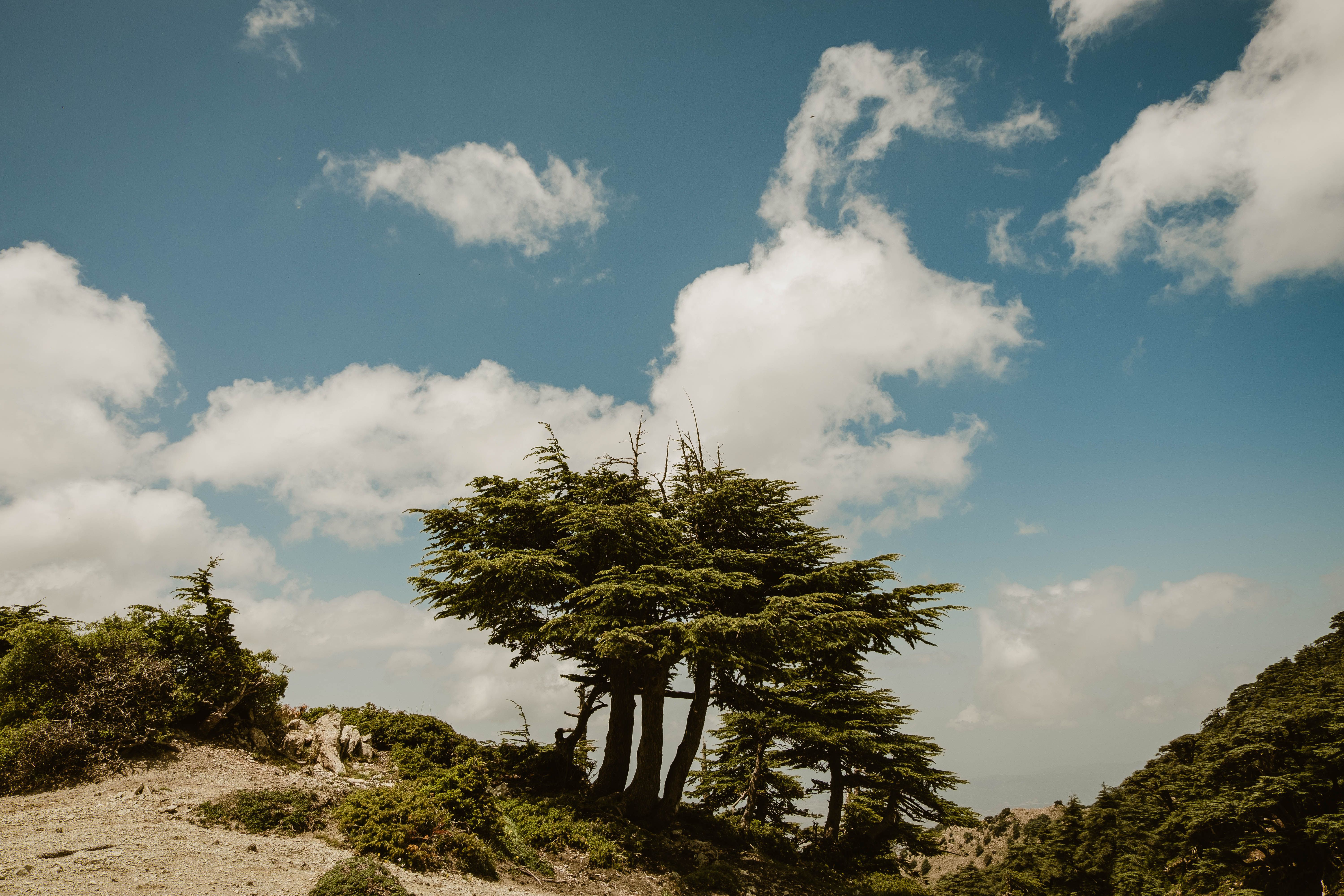 Cedar of Lebanon