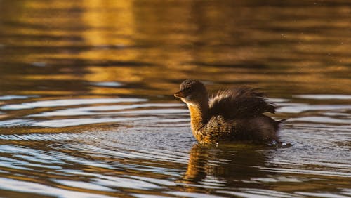 Duckling on Lake Water