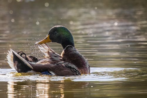 Close-up of a Mallard Duck in the Water 