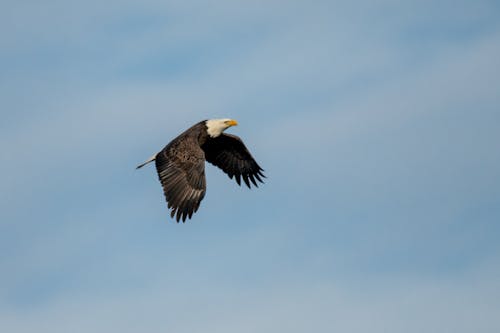 Gratis arkivbilde med eagle i flyturen, flygende fugl, flygende ørn