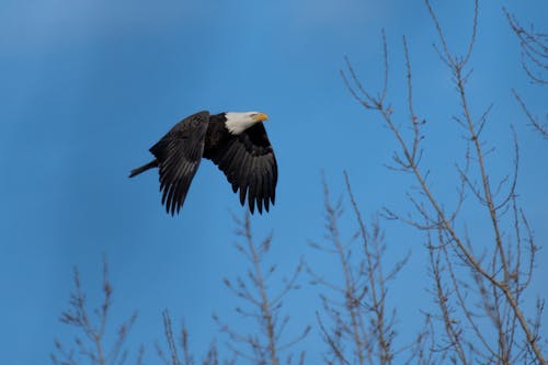 Gratis arkivbilde med eagle i flyturen, flygende fugl, flygende ørn