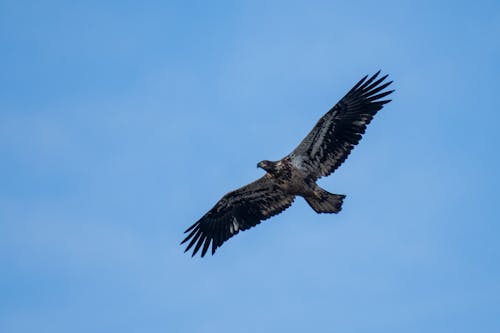 Gratis arkivbilde med eagle i flyturen, flygende fugl, flygende ørn