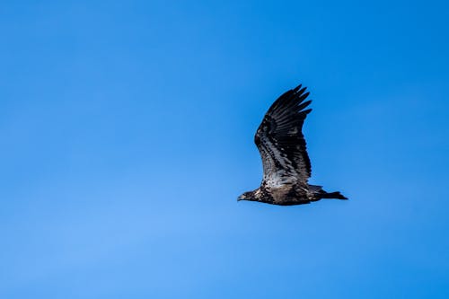 Gratis arkivbilde med eagle i flyturen, flygende fugl, flygende ørn