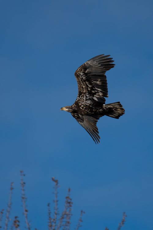 Gratis arkivbilde med eagle i flyturen, flygende fugl, flygende ørn