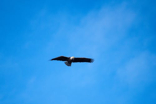 Gratis arkivbilde med eagle i flyturen, flygende fugl, flygende ørn
