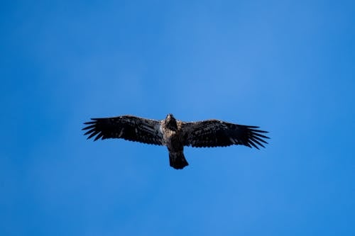 Gratis arkivbilde med eagle i flyturen, flygende fugl, flygende ørn