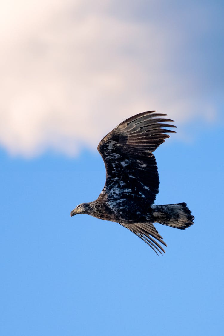 Close Up Of Flying Eagle