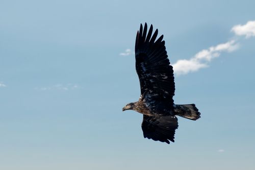 Free Capture of a powerful eagle in mid-flight against a clear blue sky. Stock Photo
