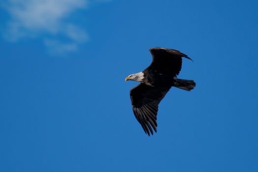 Free stock photo of bald eagle, bird, bird in flight