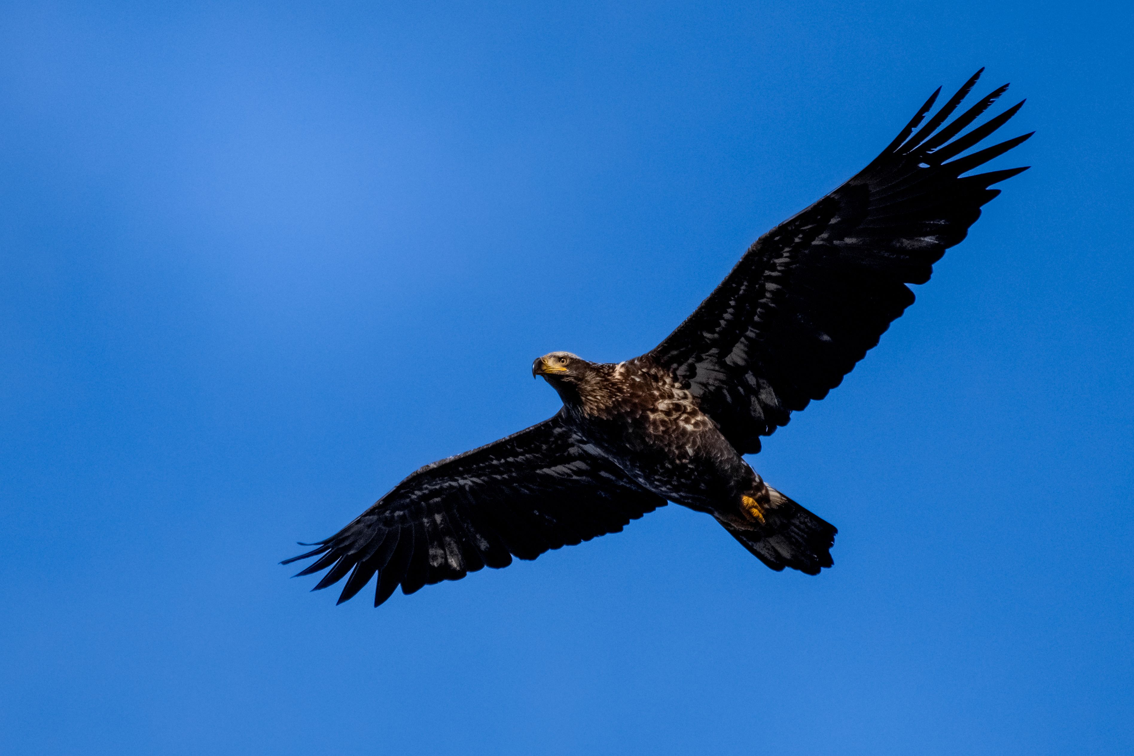 A stunning image of an eagle in flight against a vivid blue sky, showcasing the beauty of wildlife.