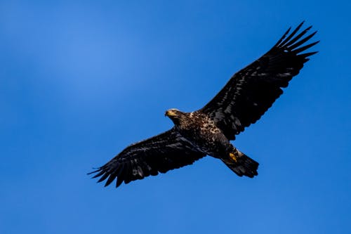 Gratis arkivbilde med blå himmel, dyrefotografering, dyreverdenfotografier