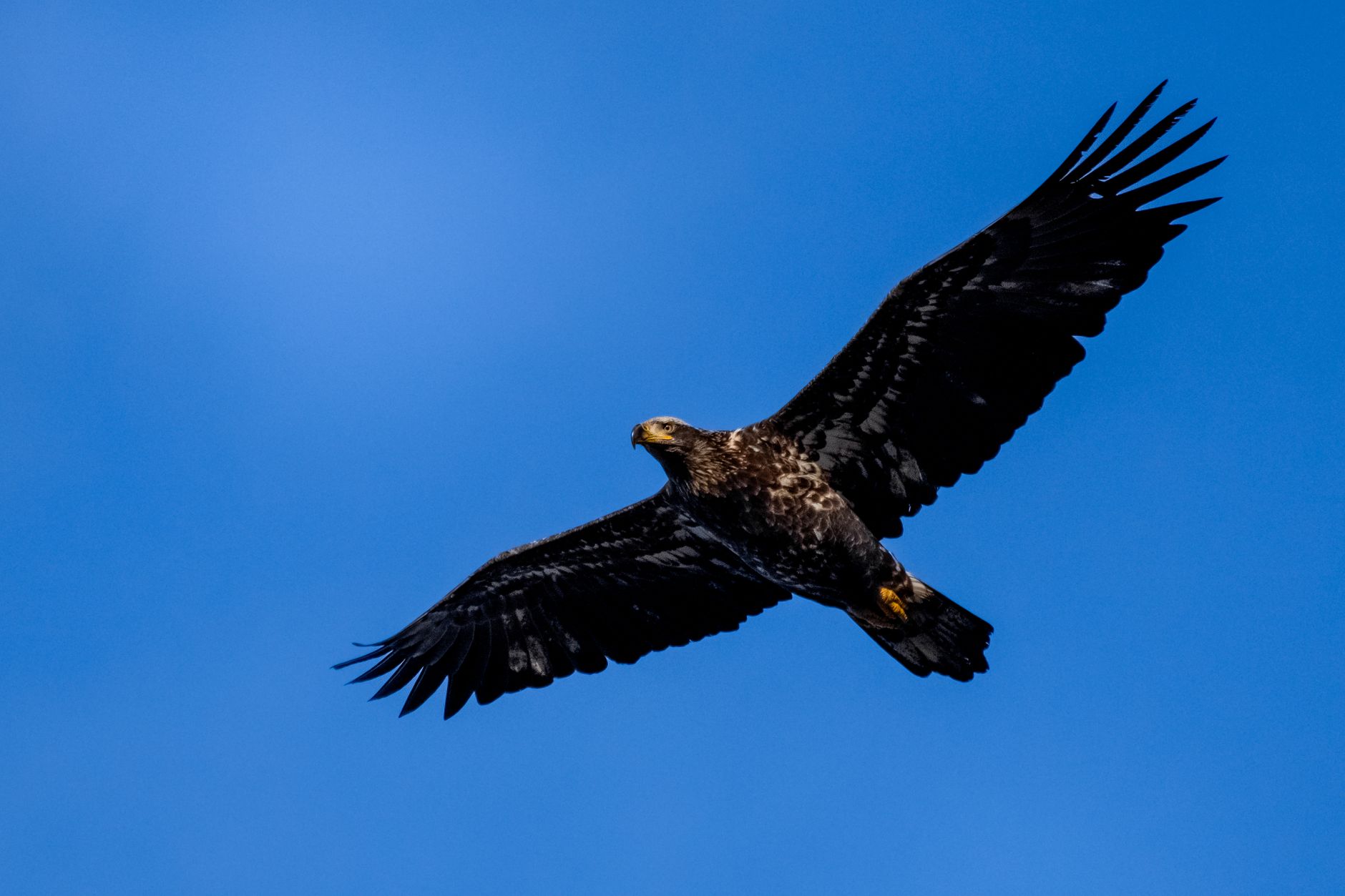 A stunning image of an eagle in flight against a vivid blue sky, showcasing the beauty of wildlife.