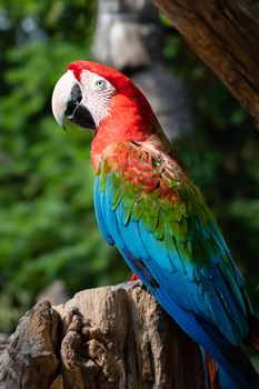 parrot photo