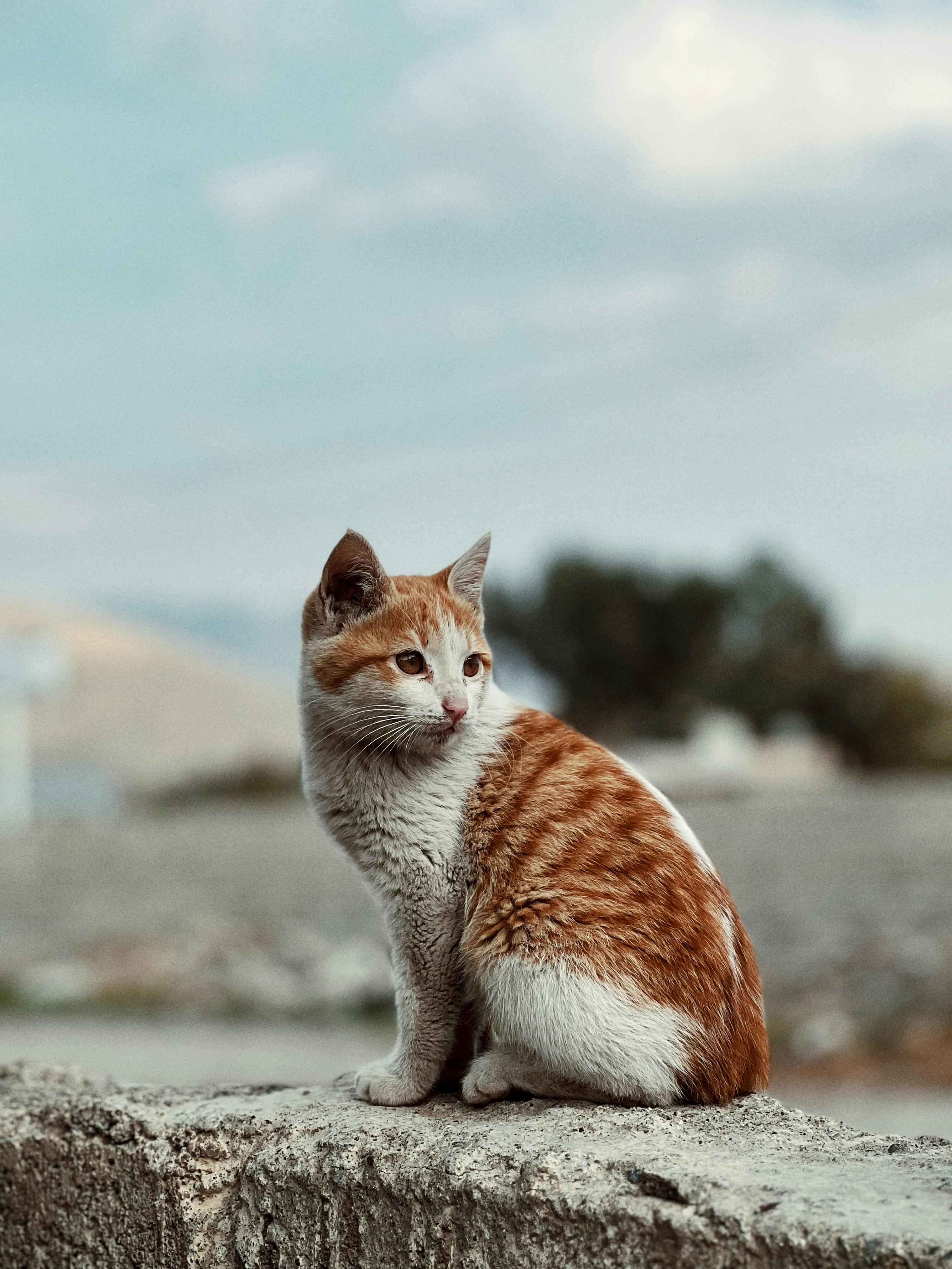 Android Wallpapers Photos, Download The BEST Free Android Wallpapers