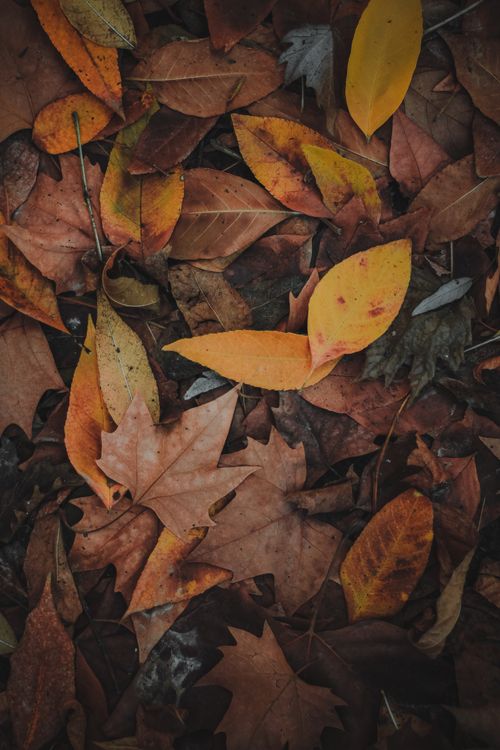 Free Close-up of colorful autumn leaves scattered on a forest floor in Adana, Türkiye. Stock Photo