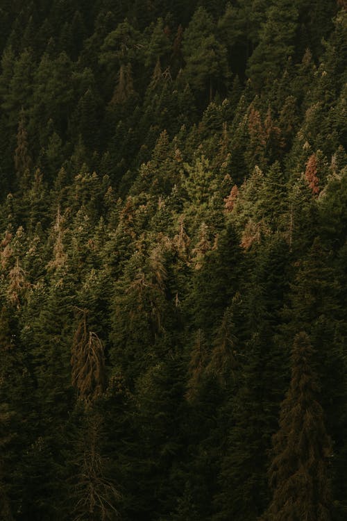 Gratis stockfoto met bomen, Bos, diep