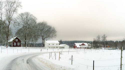 Gratis stockfoto met bomen, dorp, dorpen