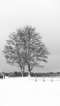 A solitary tree stands in a snow-covered winter landscape, offering serene rural scenery.