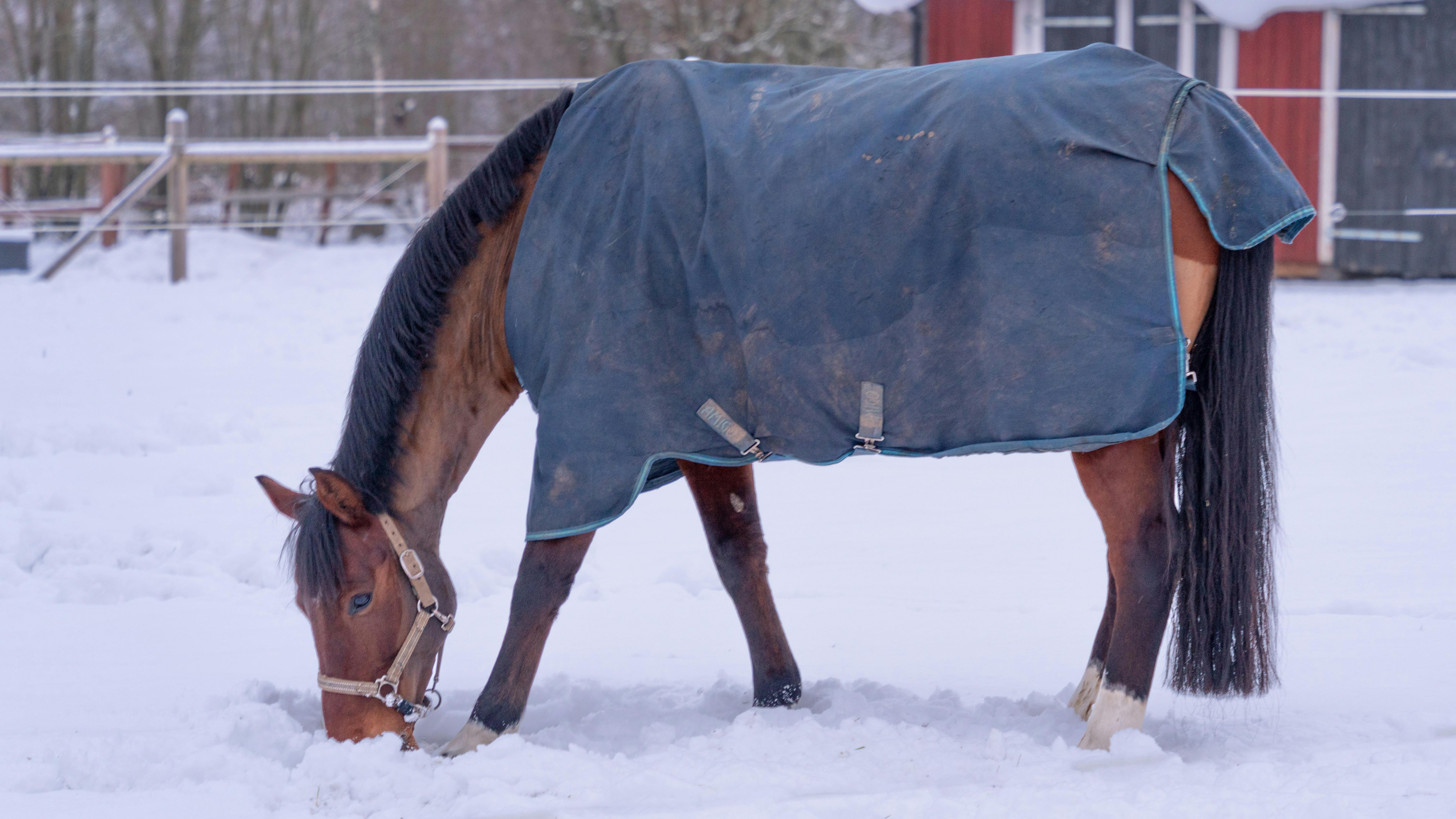 A brown horse wearing a blue blanket grazes in a snowy corral during winter.
