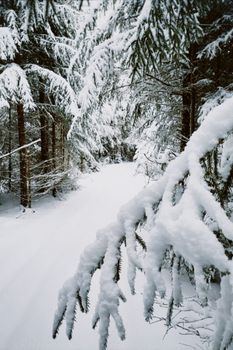 A peaceful snow-covered forest pathway surrounded by evergreen trees in winter.