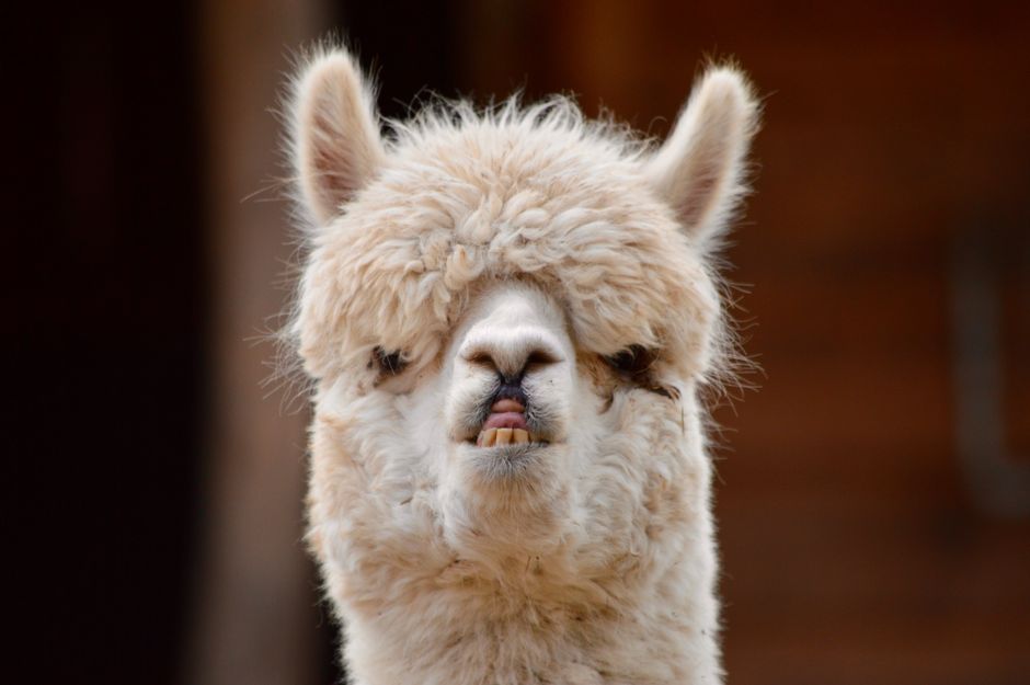 Meta Faces Lawsuit from Publishers Over Llama Copyright Issues