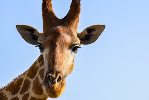 Head of Giraffe against Clear Sky