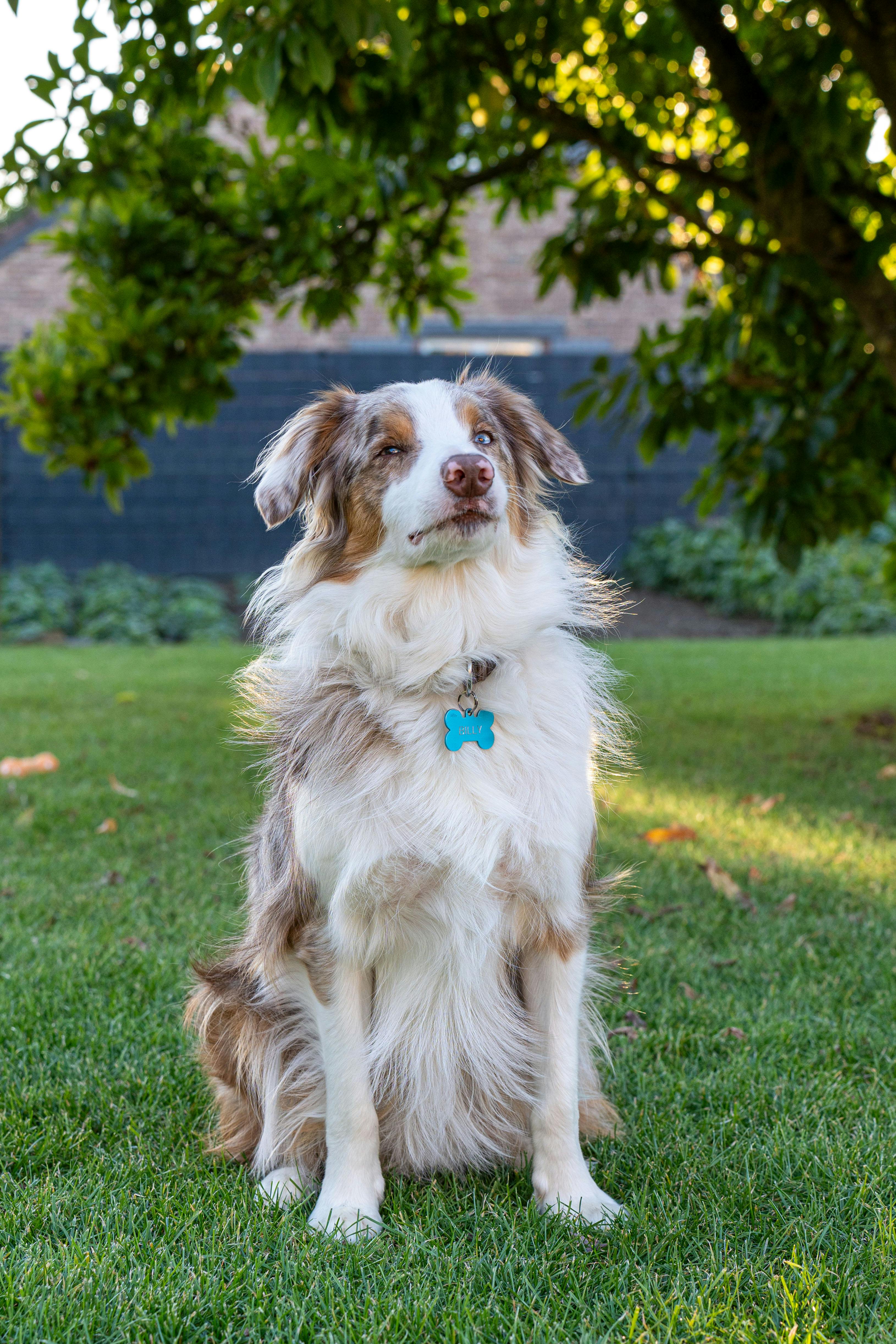 A cheerful Australian Shepherd sitting on green grass under a tree in a sunny park.