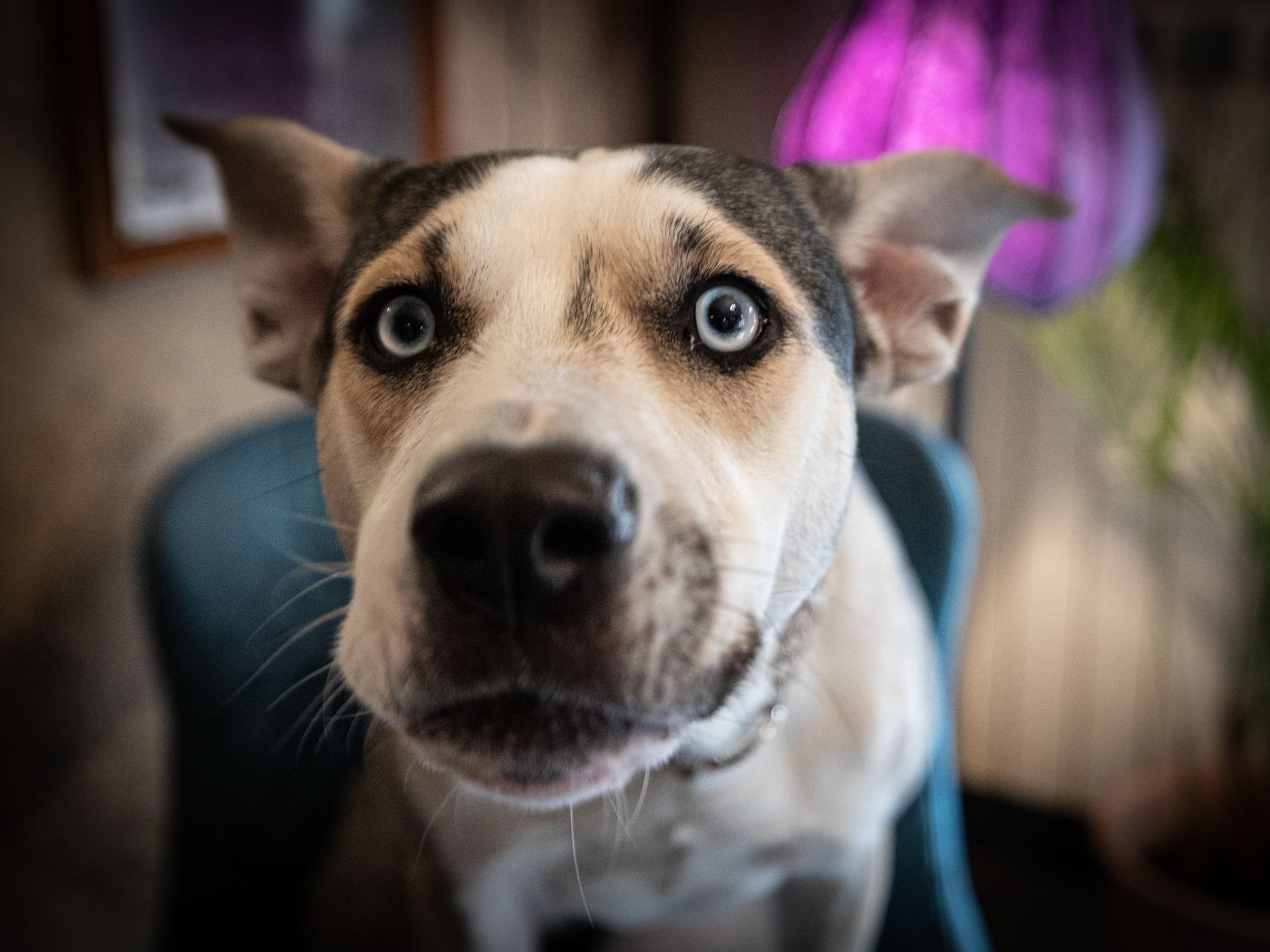 Veterinary care for a dog