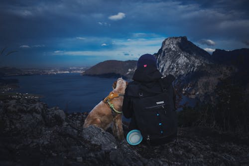 Gratis lagerfoto af bjerge, hund, kystlinje