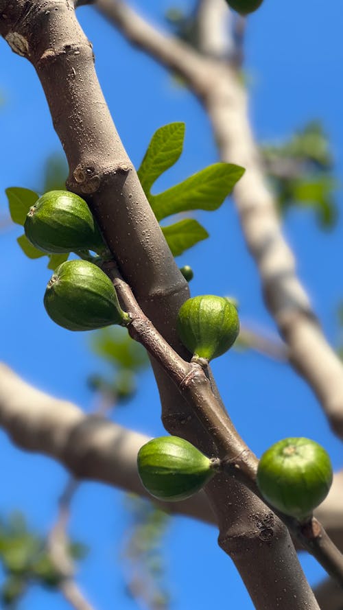 Free stock photo of beautiful nature, bright sun, dark green