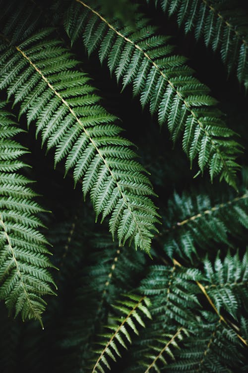 Closeup of Fern Leaves