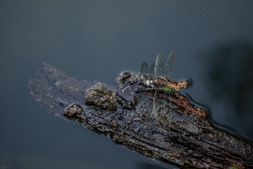 Kostenloses Stock Foto zu bugs, schöne natur