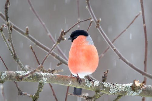 Bullfinch on Branch in Winter